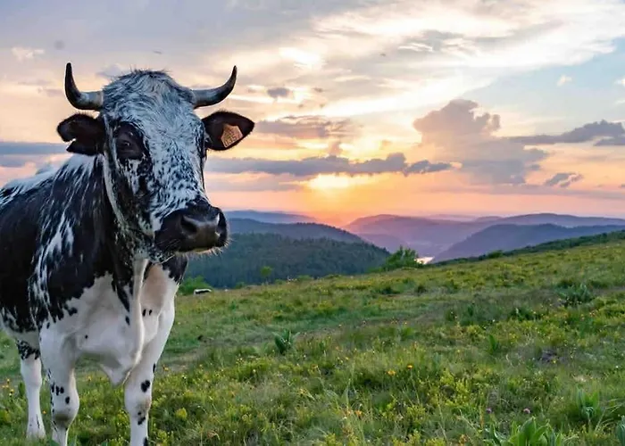 La Fleur D'abeille Avec Belle Vue Et Διαμέρισμα